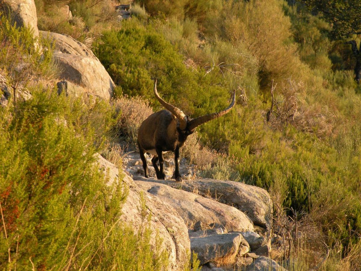 Pensión El Rincon De La Vera Losar De La Vera